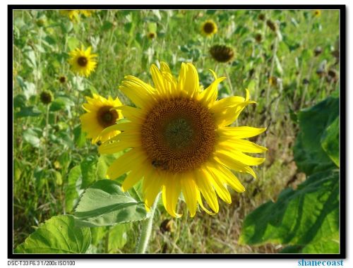 sunflowers-2