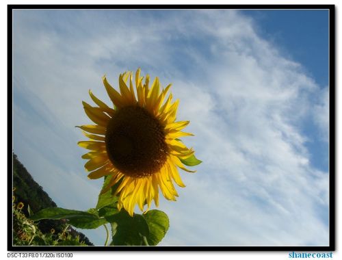 sunflowers-3